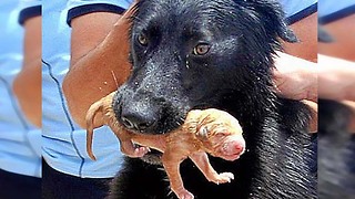 [HEROÍNA] Madre canina recibió la ayuda de los bomberos para salvar a sus cachorros