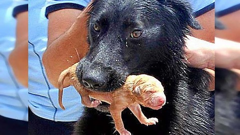 [HEROÍNA] Madre canina recibió la ayuda de los bomberos para salvar a sus cachorros