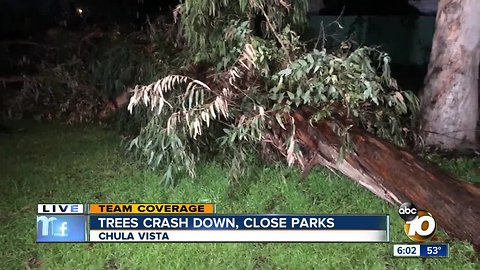 Dangerous trees shut down Chula Vista parks