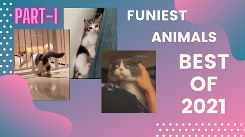 Funniest Animals Best Of The 2021 (Part-1)| Pets Lover | KhalidKhan