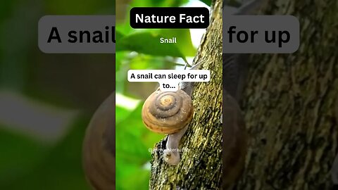 OMG… True Facts About Snails! #shorts #animalfact #naturefacts