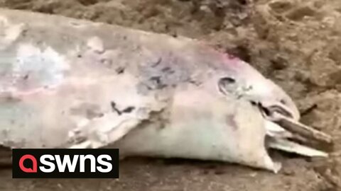 Mutilated dolphin beached fuels fears of a deep sea predator on British coast