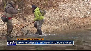 Fish and Game releases steelhead