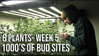 Ideal VPD For Huge Yields - RDWC Grow - Week 5 Update