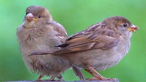 Some More Short Sparrow Moments Between Feedings