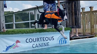 Three Great Danes' Amazing Dives At 1st Dock Diving Lesson