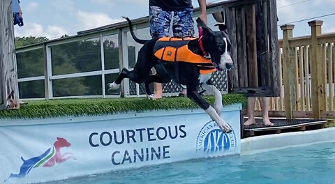 Three Great Danes' Amazing Dives At 1st Dock Diving Lesson