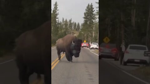 Bisons blocking road #shorts