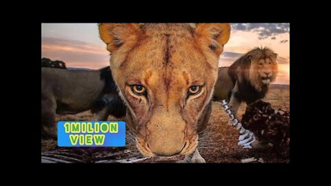 New Two Lion animal Funny Video..Video that was viewed a million times