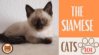 🐱 Cats 101 🐱 SIAMESE CAT - Top Cat Facts about the SIAMESE