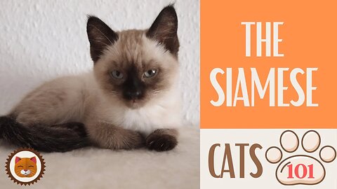 🐱 Cats 101 🐱 SIAMESE CAT - Top Cat Facts about the SIAMESE