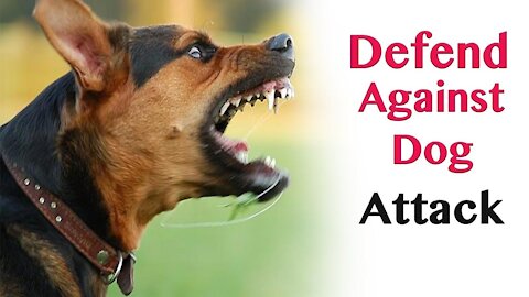 How to defend yourself against a dog. Self-defense in the face of a dog attack