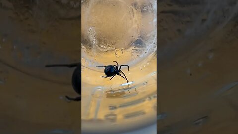 I found a black widow spider ! 🕷️🕸️