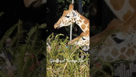 TARONGA ZOO GIRAFFES, CLOSE-UP 13-07-2012 🌏🦒🌿🦒🌱 🦒😊😀📸#travel #youtube #newvideo#subscriber#australia