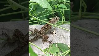 Hontoon Island State Park Brown Anole Lizards #shorts