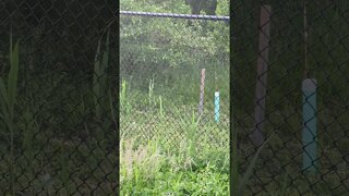 Groundhog Behind Fence