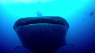 The gentle giants of the ocean: Behemoth whale sharks up close