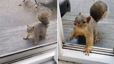 Friendly squirrel politely takes walnut from human's hand