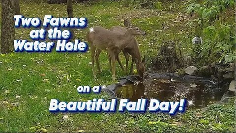 Two Fawns at the Water Hole on a sunny fall day
