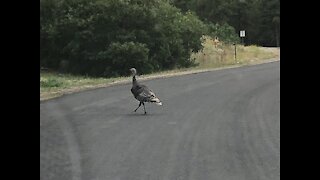 Thanksgiving & My Wild Turkeys