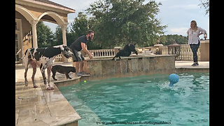 Happy Great Dane Frenchie and Lab Love Swimming and Diving