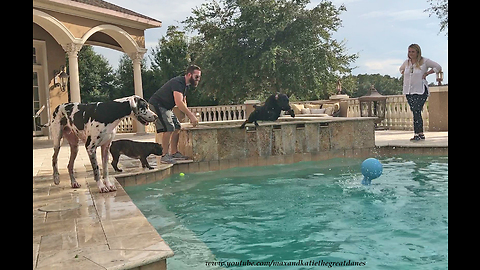 Happy Great Dane Frenchie and Lab Love Swimming and Diving