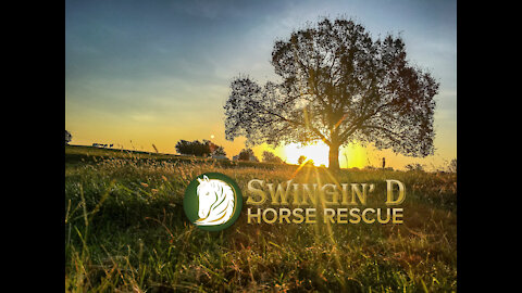 This is Swingin' D Horse Rescue