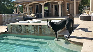 Katie the Great Dane Enjoys a Drink from the Pool