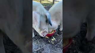 Pigs vs. 50 scrambled eggs! #pigs #pigfarmvideo #pig #hog #shorts