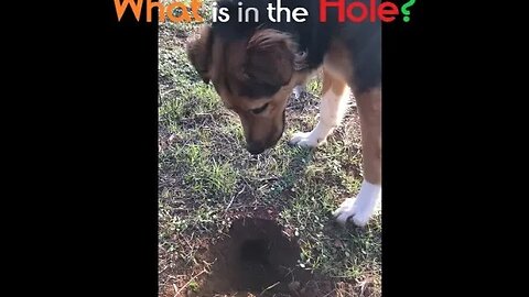 Australian Shepherds vs. Gophers | Who Wins?