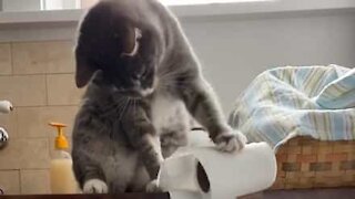 À jouer avec le papier toilette, ce chat cherche les problèmes