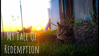 Cat Vlog: Purr-sistence Pays Off - One Cat's Tale of Trials and Tribulations
