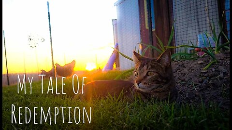 Cat Vlog: Purr-sistence Pays Off - One Cat's Tale of Trials and Tribulations