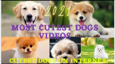 Cute Dogs and Puppies | Baby and Puppies | Funny dogs and cats | New dog videos