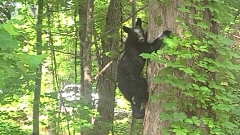 Black Bears in Gatlinburg & Cades Cove Tennessee