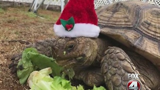 Missing Tortoise home for Christmas