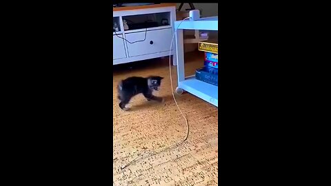 Cat having fun