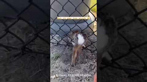 Poor rabbit stuck in the fence 😢 😔 #abandoned #animals #catlover #forhelp #rescueanimals