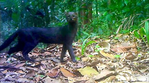 Jungle Animals Trail Cam PickUp || Ocelot and Jaguarundi Cats || Browning Trail Camera
