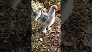 Baby Chickens | Silkies #shorts