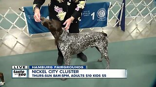 Nickel City Cluster Dog Show coming to Hamburg Fairgrounds