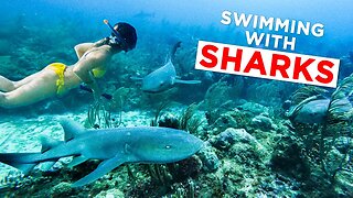 SWIMMING WITH SHARKS in Belize (San Pedro)
