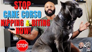 Stop Cane Corso Puppy Nipping and Biting NOW!
