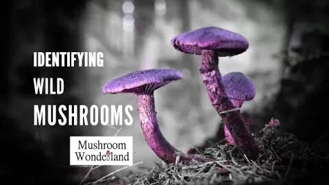 Identifying Wild Mushrooms in 4K with a mushroom expert