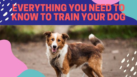 Everything You Need to Know to Train Your Dog – Training Exercises for Dog