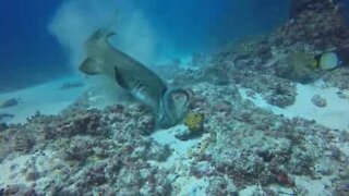 Un requin capture sa proie en un éclair