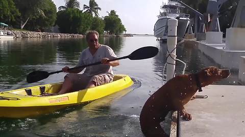 Dog Falls In The Water After A Canoe Ride