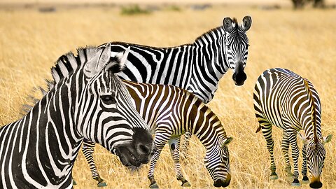 Unique Characteristics Of Zebras