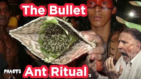 The Painful Bullet Ant Ritual In The Satarè Mawè Tribe of Brazil @phacts