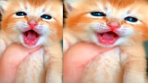 Cats & Kittens | funny cat videos | cute cat